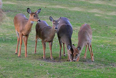 Deer Feeding